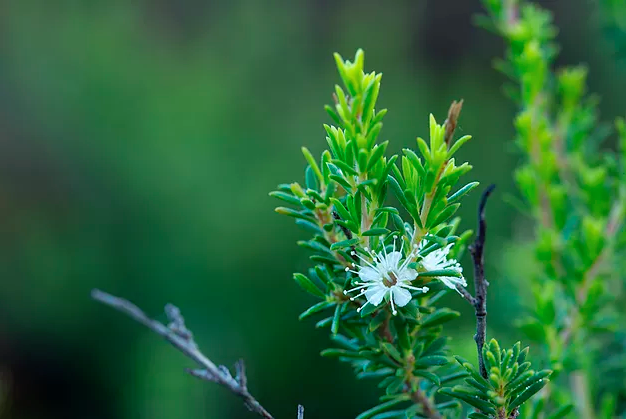 Kunzea ambigua plant in flower, Tasmania