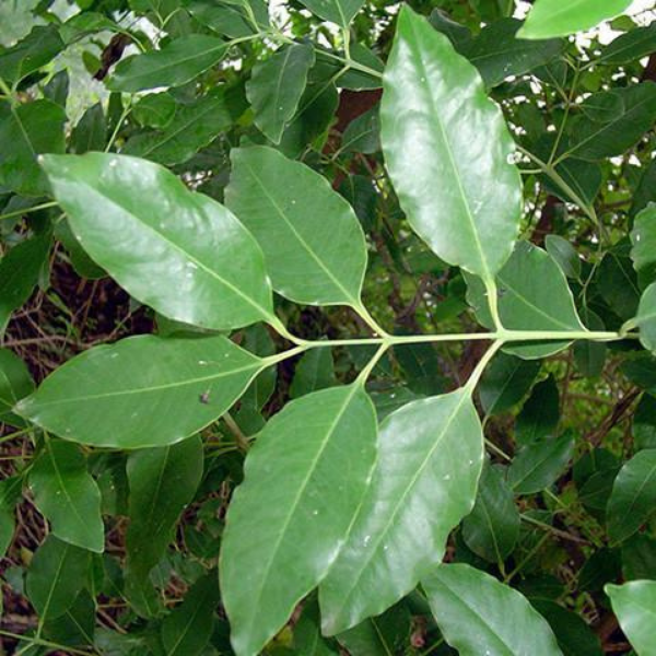 Australian Sandalwood (Santalum spicatum) — ingredient used in Zea natural wellness products