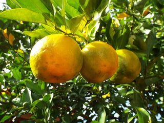 Bergamot (Citrus bergamia) — ingredient used in Zea natural wellness products