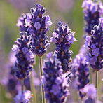 Tasmanian Lavender