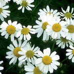 Chamomile German Extract