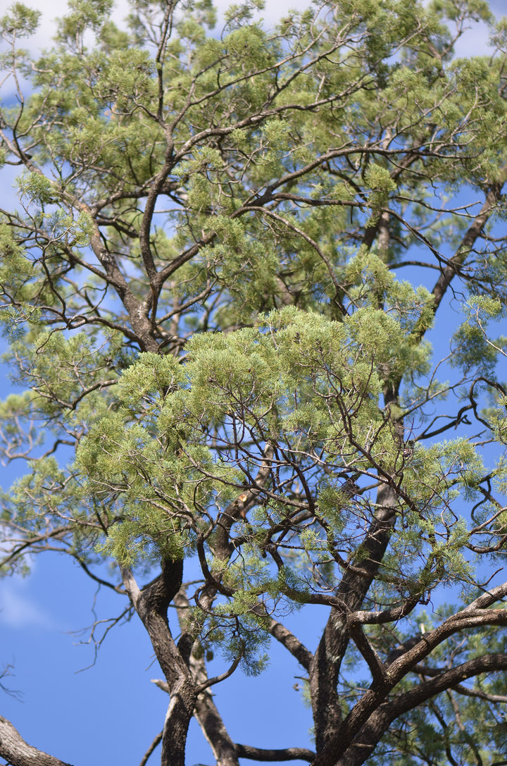 Blue Cypress (Callitris intratropica) — ingredient used in Zea natural wellness products
