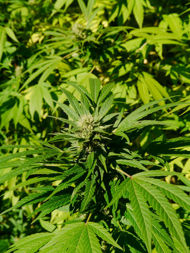 Hempseed Oil (Cannabis sativa) — ingredient used in Zea natural wellness products