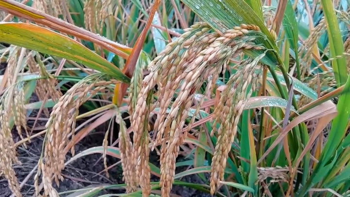 Rice Bran Oil (Oryza sativa) — ingredient used in Zea natural wellness products